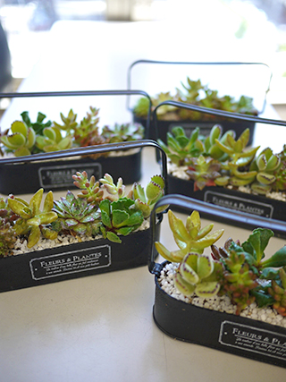 多肉植物寄せ植えレッスン